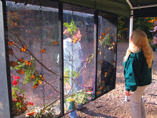 New Butterfly Box 08 1.jpg