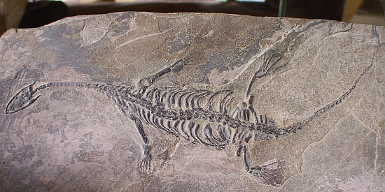 fossils for sale web.jpg
